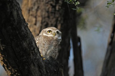 Ranthambhore Milli Parkı 'nda görülen Owlet Athene Brama
