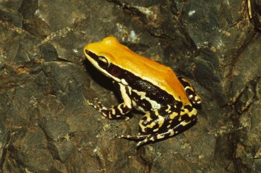 Amphibian , Frog , Indian malabar fungoid frog  clipart