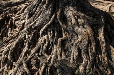 Banyan ağacının zikzak kökleri, papikondalu, andhra pradesh, Hindistan, Asya 