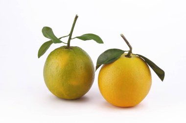 Yeşil yapraklı bir çift portakal. Citrus Sinensis.