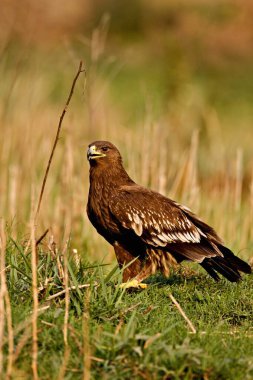 Greater spotted eagle aquila clanga sitting in wetland , Keola Deo Ghana national park , Bharatpur , Rajasthan , India clipart