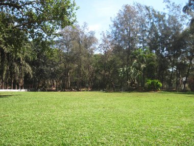 Yeşil çimen, Hindistan