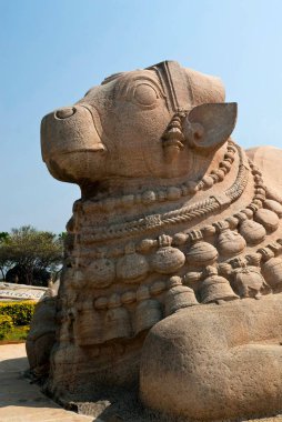 Lepakshi 'deki en büyük monolitik nandi heykeli; Andhra Pradesh; Hindistan