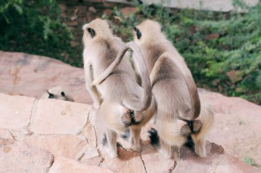 Mandore; Jodhpur; Rajasthan; Hindistan