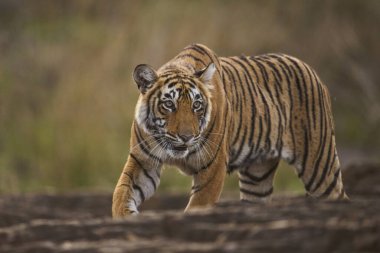Bengal Tiger in Ranthambhore national park, rajasthan, India, Asia clipart