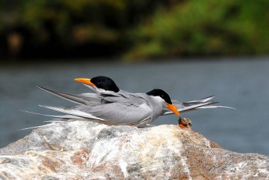 Birds, Indian River Tern feeding Chick Sterna aurantia  clipart