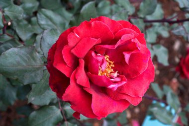 The Centenary Rose Garden Vijayanagaram Rose Garden ; Udhagamandalam Ooty in the Nilgiri mountains ; Tamil Nadu ; India clipart