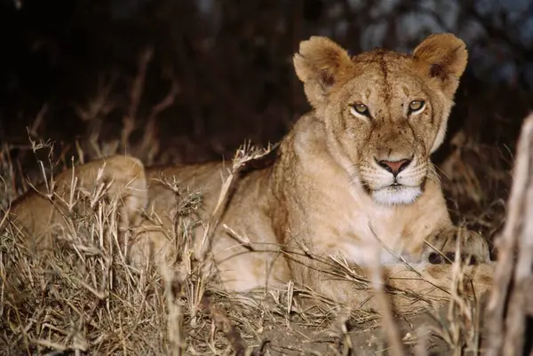 Lioness Panthera Leo Masai Mara Kenya Africa — Stock Photo, Image