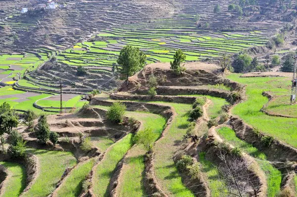 stock image Terrace farming at kausani bageshwar uttarakhand India Asia