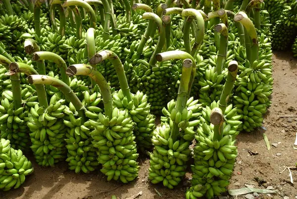 stock image Bananas vendor wholesale market of green Bananas at Tiruvannamalai, Tamil Nadu, India 