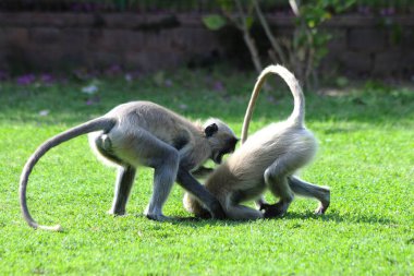 İki Langur maymunu yeşil çimlerde oynuyor. 