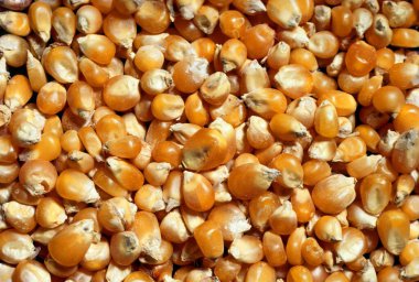 Mısır tohumları üst görünüm 