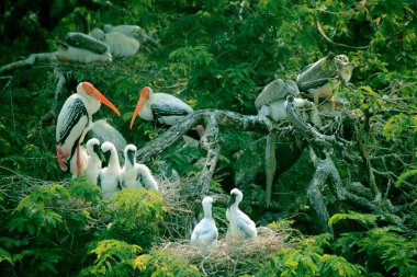 Boyalı leylek kuşları, tekkali, andhra pradesh, Hindistan, Asya