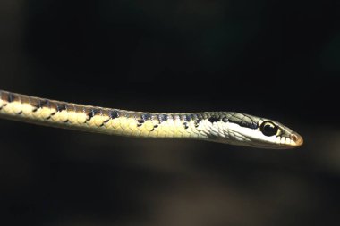 Bronz sırt ağacı yılanı dendrelaphis tristis 