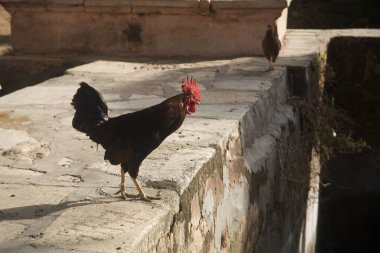 Kırmızı tacı olan horoz sabah ışığında yürüyor. 
