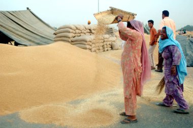 Buğday hasadı, Amritsar, Pencap, Hindistan  