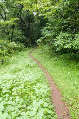 Tanhale mağaralarına giden yol, Maharashtra, Hindistan