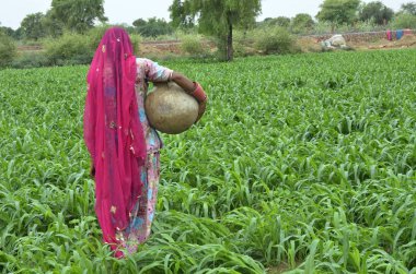 Jodhpur Rajasthan Hindistan Asya 'sında toprak toplayıcısı taşıyan bir kadın. 