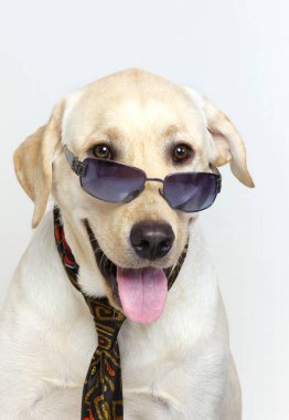 Labrador av köpeği sarı erkek, dost canlısı, Hindistan