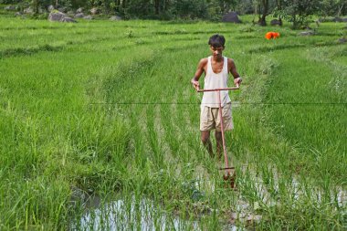 Rural youth using weeding implement in paddy field socio, economic initiative by NGO Chinmaya Organization of Rural Development CORD, Sidhbari, Himachal Pradesh, India     clipart