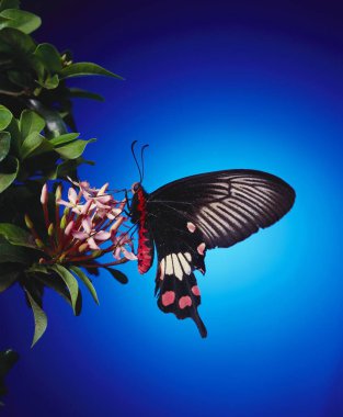 Böcek, Kırmızı Gül Pachliopta Hector 