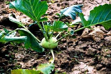 Batı Bengal, Hindistan 'da ekili ekin kohlrabi.
