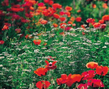 Kırmızı ve beyaz çiçekler, Hindistan 