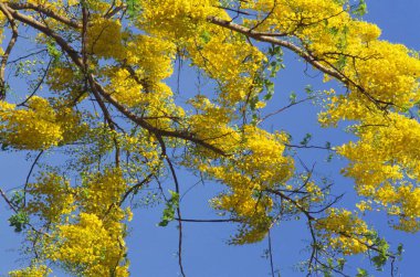 Çiçekli Ağaç Altın Yağmurlu Cassia Fistula, Trivandrum, Kerala, Hindistan 