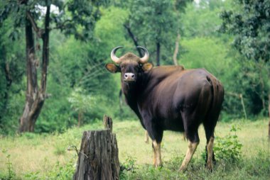 Gaur or Indian Bison (Bos gaurus) clipart