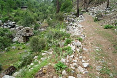 Orman yolu, Kayıp Balık Kulübeleri, Deorhi Köyü, Kalwari Köyü, Tirthan Vadisi, Himachal Pradesh, Hindistan, Asya