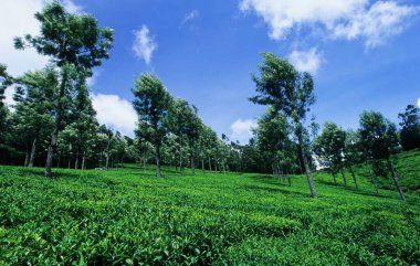 Tea Plantations at Kotagiri , Tamil Nadu , India clipart