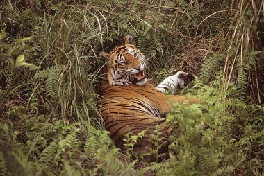 Tiger giving warning (Panthera tigris) , Bandhavgarh National Park, Madhya Pradesh, India  clipart