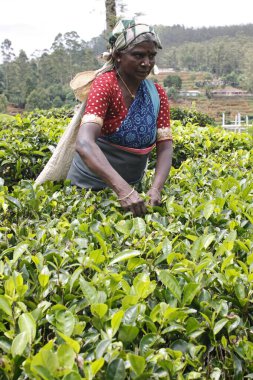 Kadın çay bahçesinde çalışıyor, Nuwara Eliya, tepe kasabası, Sri Lanka