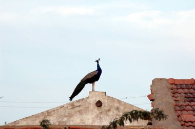 Kuş, Tavuskuşu, köy genel resimleri, Gujarat, Hindistan 