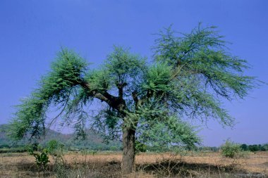 Babul, Acacia nilotica, in summer meadow clipart