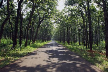 Sal Ağacı, Amarkantak, Madhya Pradesh, Hindistan, Asya 