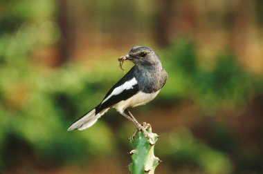 Bird,  Magpie-Robin Copsychus saularis Female , Bangalore , India clipart