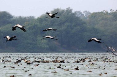 demoiselle crane thol, Gujarat, India, Asia  clipart