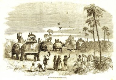 Hayvan görüntüleme, keklik, işportacılık, Hindistan 