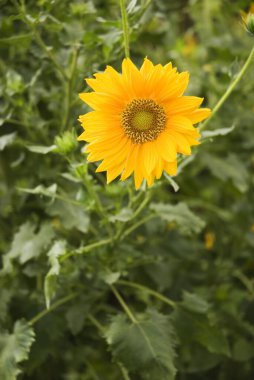 Small sunflower helianthus annuus ; Kalamb ; Taluka Vasai ; District Thane ; Maharashtra ; India clipart