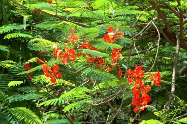 İlkbahar mevsiminin ilk kırmızı çiçekleri Gulmohar ağacında (delonix regia))