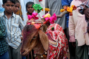 A decorated sacrificing goat  at  traditional Hindu Goddess Laxmi yatra festival comes after every four years in Bassapur ; Belgaum district ;  Karnataka ; India clipart