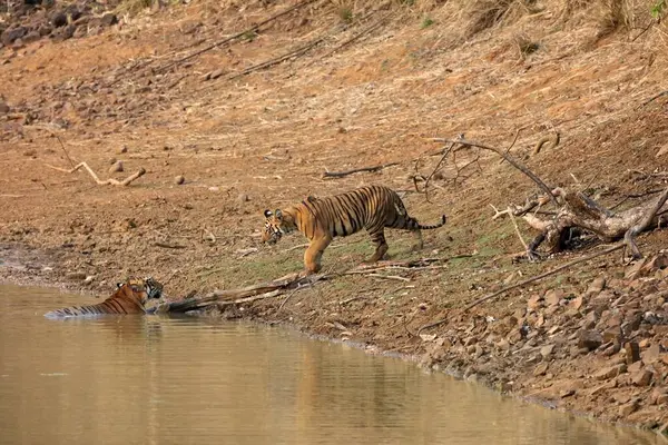 stock image Tigers in lake, tadoba andhari tiger reserve, chandrapur, Maharashtra, India, Asia