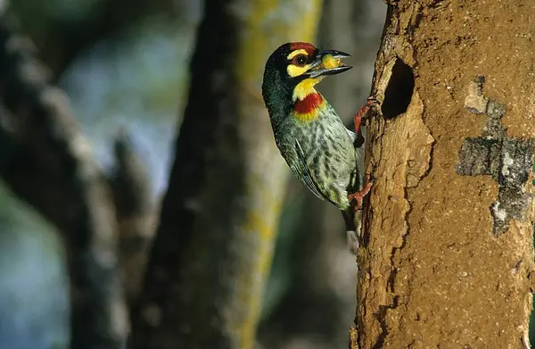 stock image Bird, Coppersmith Barbet (Megalaima Haemacephala) , Banglore , India