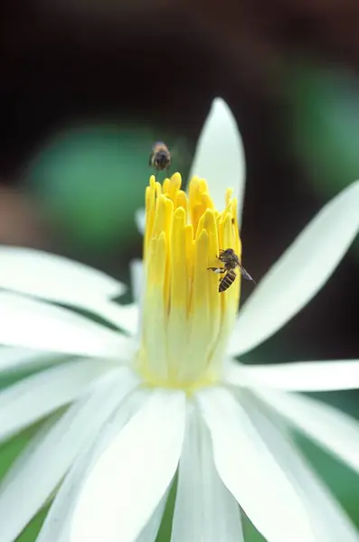 stock image Insects, Honeybees with flowers, White Lotus, Amboli, Sindhudurg, Maharashtra, India 