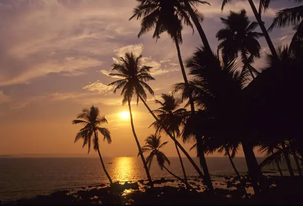 stock image beautiful sunset view of palm trees on the beach