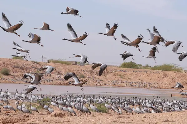 stock image Birds, flock of demoiselle cranes grus virgo flying and sitting near pond in desert, Khichan, Phalodi, Jodhpur, Rajasthan, India 