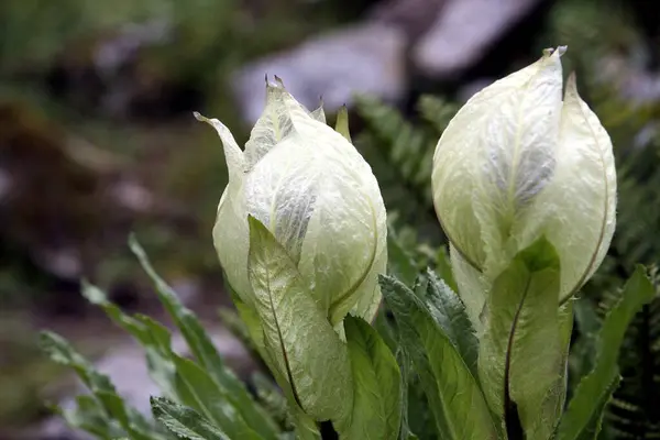 stock image Saussurea obvallata also known as Bhrma Kamal which is named after Brahma the Hindu god of creation, It is a rare flowers and bloom only at midnight and once in a year, Uttaranchal, India 