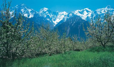 Arka planda çiçek açan ağaçlar ve karla kaplı tepeler