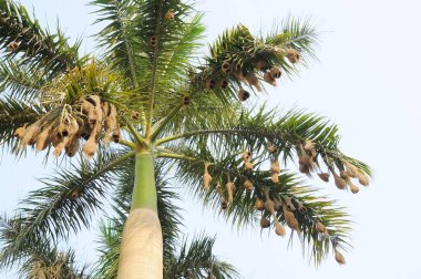 Baya dokumacı yuvası, Hindistan